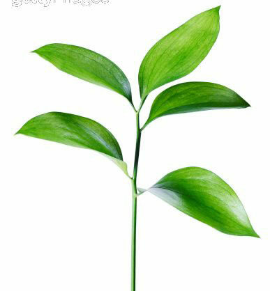 RoDis Nutriceuticals